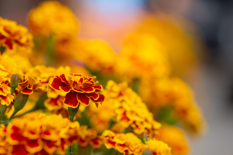 Unveiling the Marvels of Marigolds: A Colorful Journey into the World of Tagetes