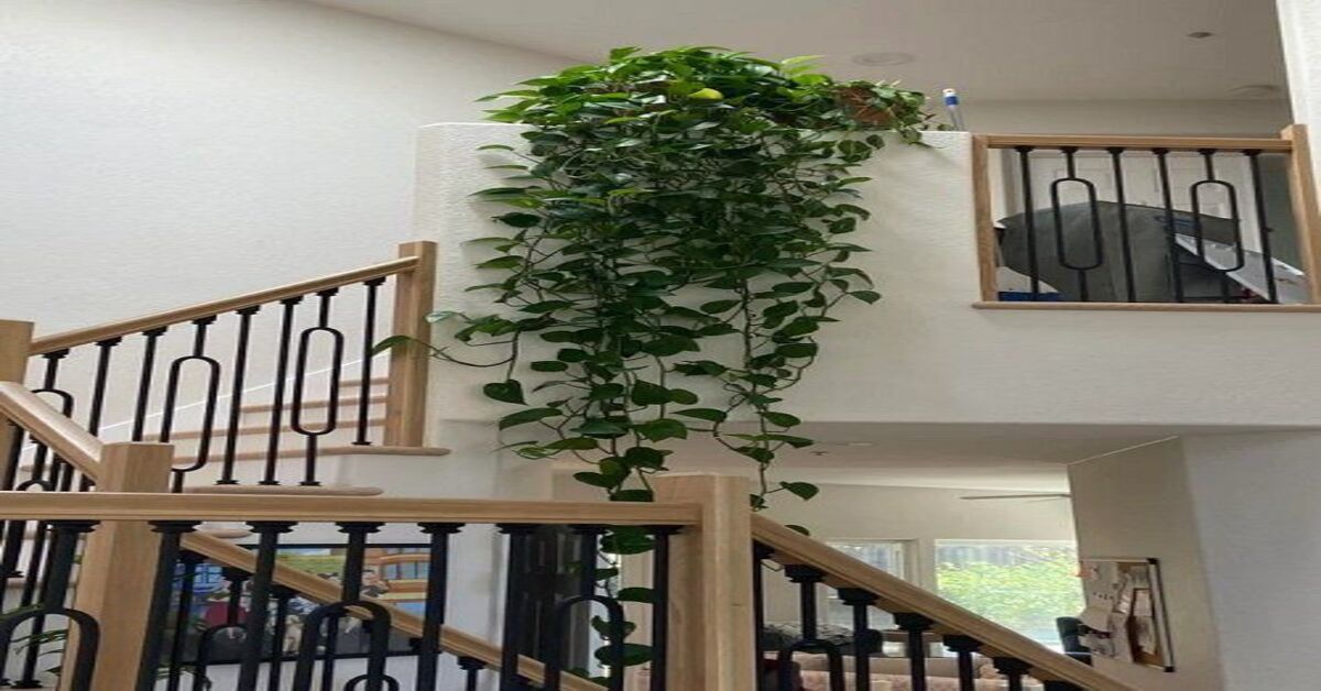 Climber Plants Ultimate Guide To Vertical Gardens And Green Elegance