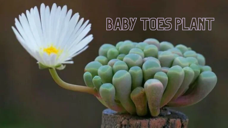 Baby Toes Plants: Exploring the Tiny Marvels of Nature