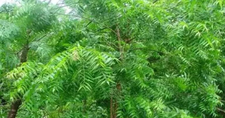 "The neem tree:  Nature's Miracle and Health Guardian"