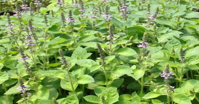 Medicinal Properties of Tulsi: Nature's Healing Herb