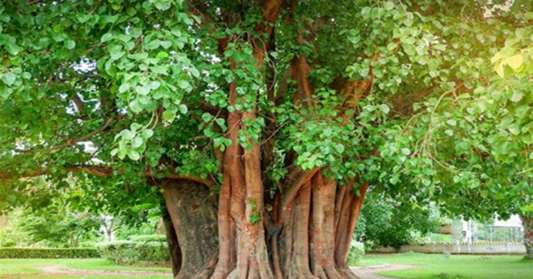 The Peepal Tree: Ancient Culture and Religious Importance”