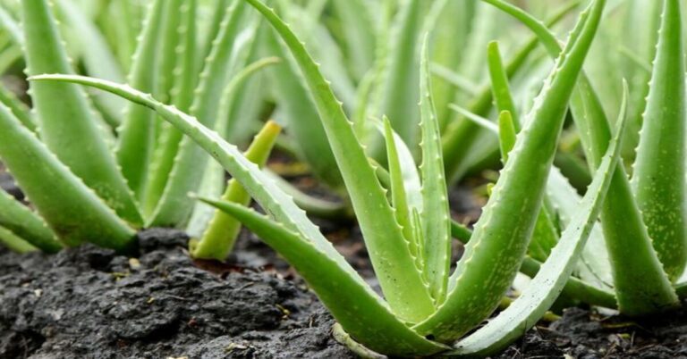 Aloe Vera Plants: Guide to Cultivation and Benefits