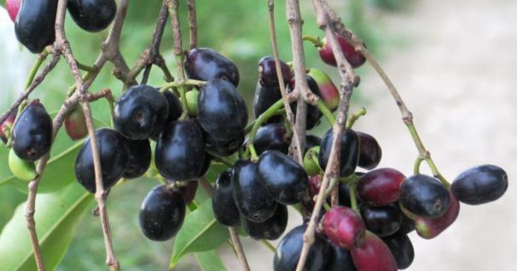 The Jamun Tree: A Comprehensive Guide to the Cultural, Health, and Culinary Wonders