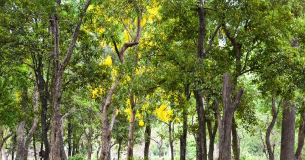 The Enchanting World of Sandalwood Trees: Nature’s Fragrant Treasure