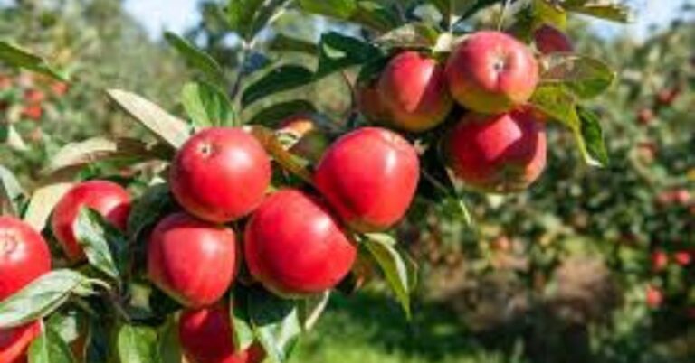 Unveiling the Wonders of the Apple Tree: A Comprehensive Guide