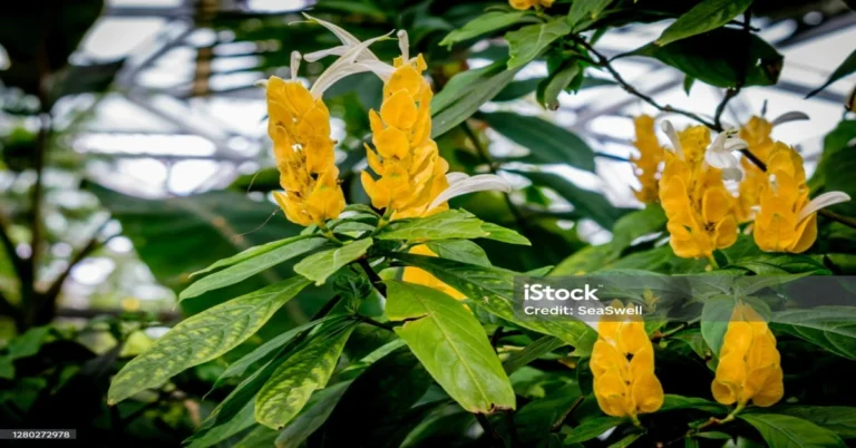 Unveiling the Charm of lollipop Plants