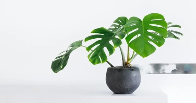 Unveiling the Mystique of Monstera Plant: A Comprehensive Guide to the Marvelous Monstera Plant