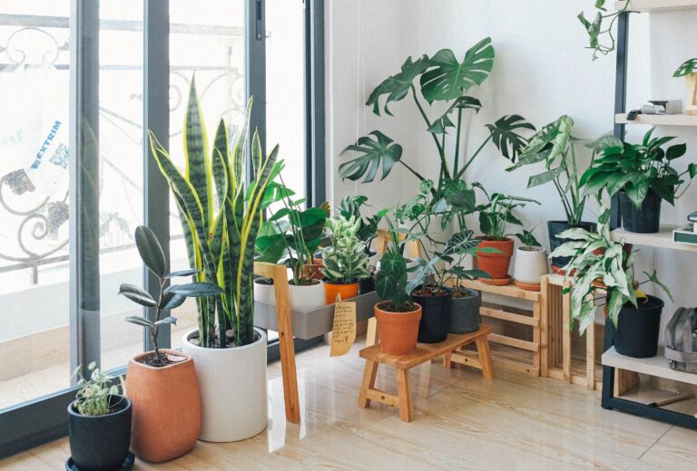 Minimum Effort Indoor Plants for Lazy Gardeners